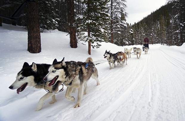 A team of Huskies pulling a sled on a snowy trail through the woods.