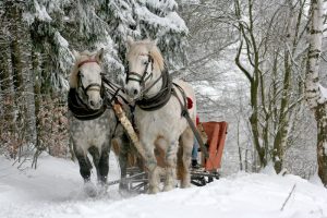 Two horses pulling a sleigh through snowy woods.